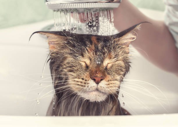 Cat bath and dry