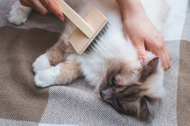 Cat de-shedding