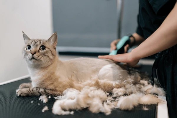 Cat groom