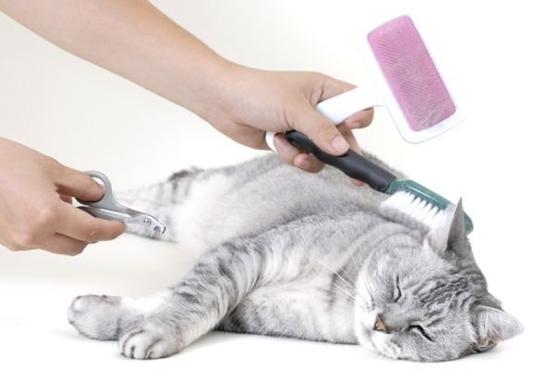 Cat maintenance