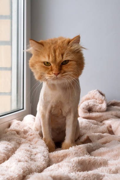 Cat shave