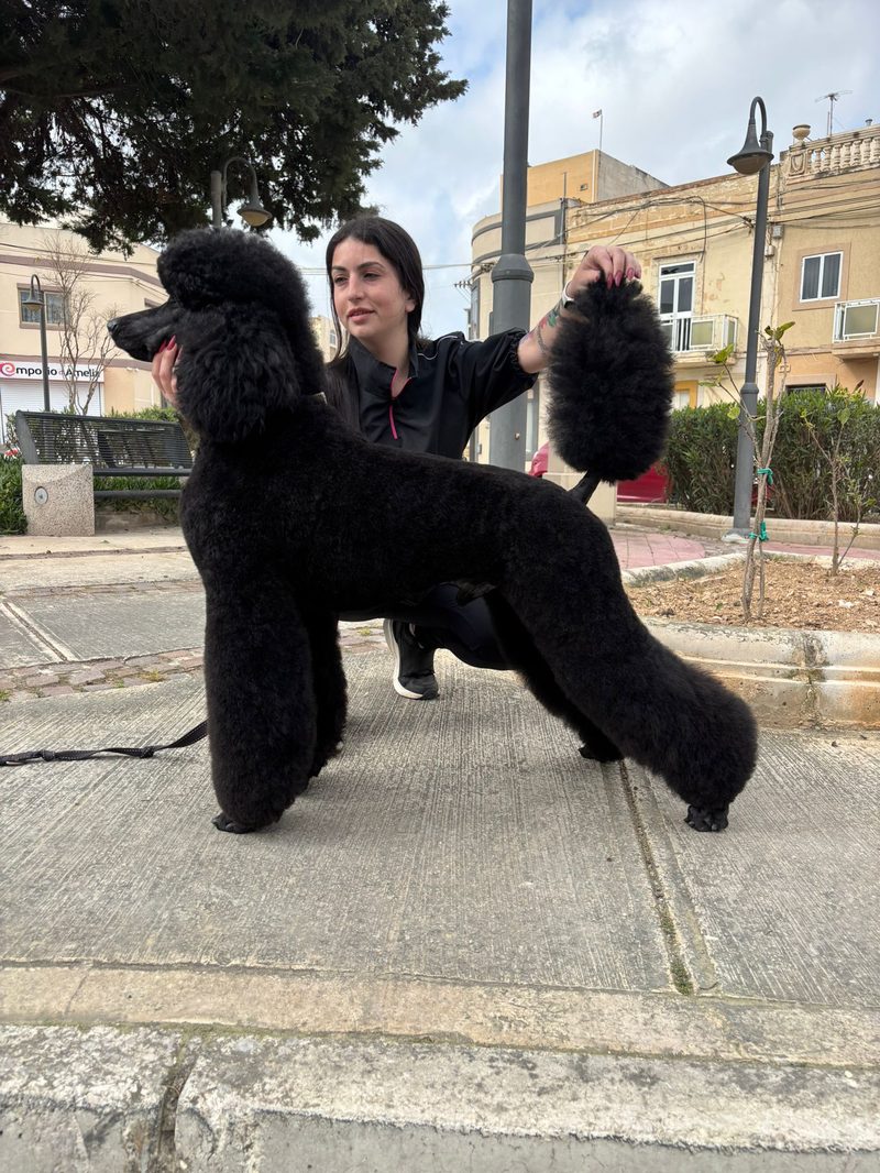 Long coat dog