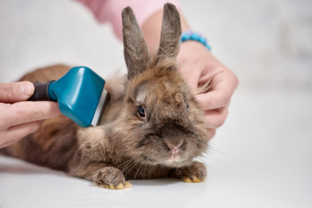 Rabbit grooming